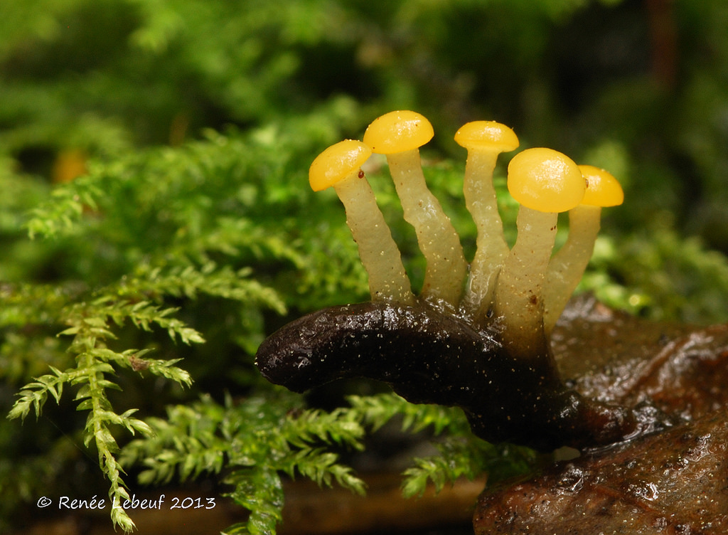 Представитель Семейства Vibrisseaceae